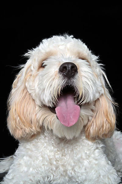 Headshot of Cavalier King Charles Spaniel  /  Poodle mix puppy looking at the camera sitting
