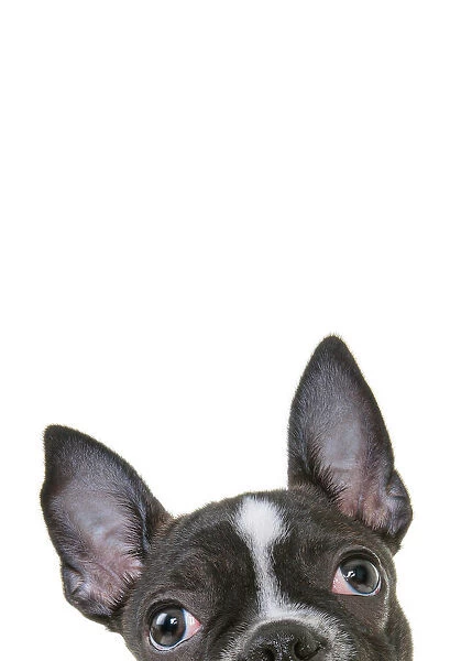 Headshot of a French Bulldog Puppy looking at the camera on a white backdrop