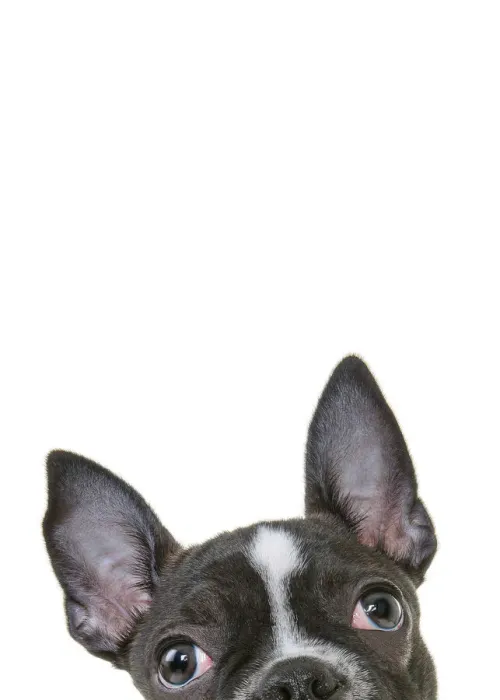 Framed Print : Headshot of a French Bulldog Puppy looking at the camera on a white backdrop