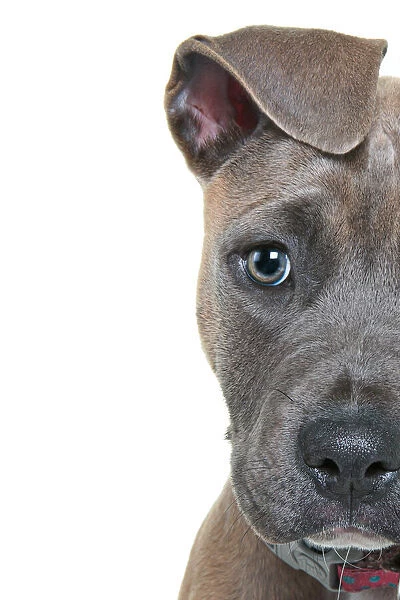 Headshot of a staffordshire bull terrier puppy with floppy ears looking at the camera