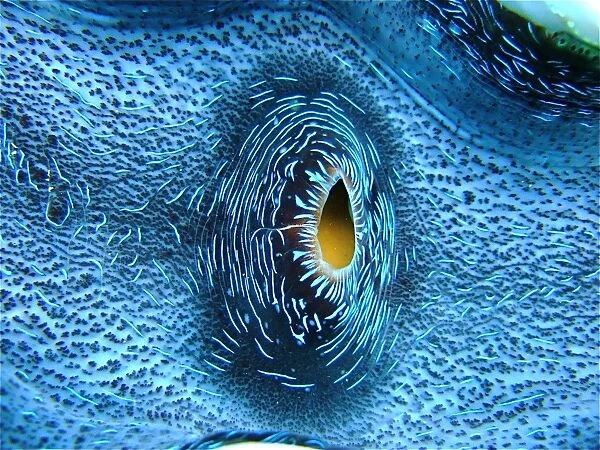 Heart of Giant Clam