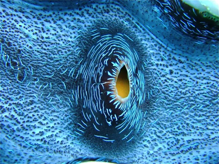 Framed Print : Heart of Giant Clam Framed Print : Heart of Giant Clam
