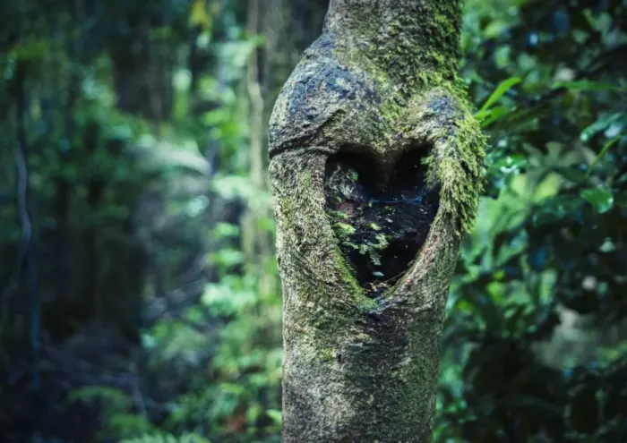 Framed Print : Heart tree Framed Print : Heart tree
