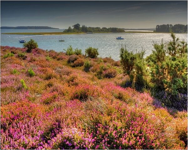 Heath in bloom, Arne, Isle of Purbeck, Dorset, England, United Kingdom