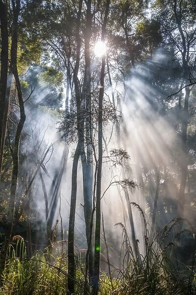 heavy-sun-rays-morning-mist-forest-dispersed-13515819.jpg