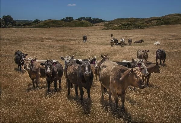 A herd of Beef cows in the dry summer months. King Island, Bass Strait, Tasmania