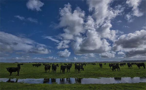 A herd of Black Polls at a watering hole, on the lush pastures of King Island, Bass Strait, Tasmania