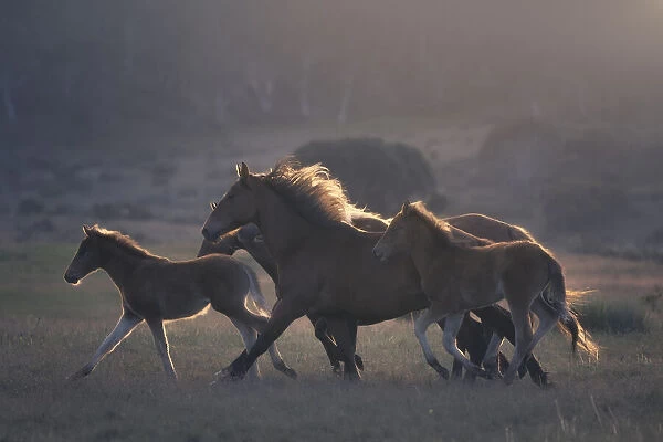 A herd of feral horses running across alpine pasture in Australian high country