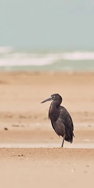 Heron on the beach