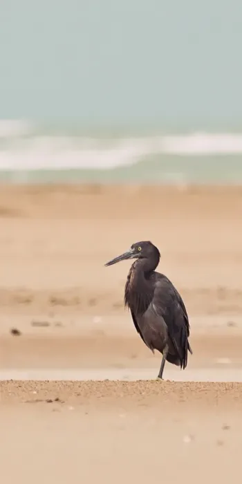 Framed Print : Heron on the beach