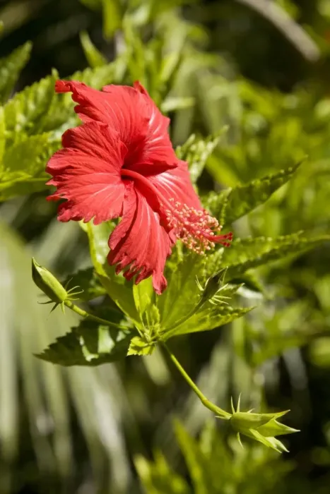 Framed Print : Hibiscus Flower on Lord Howe Island Framed Print : Hibiscus Flower on Lord Howe Island