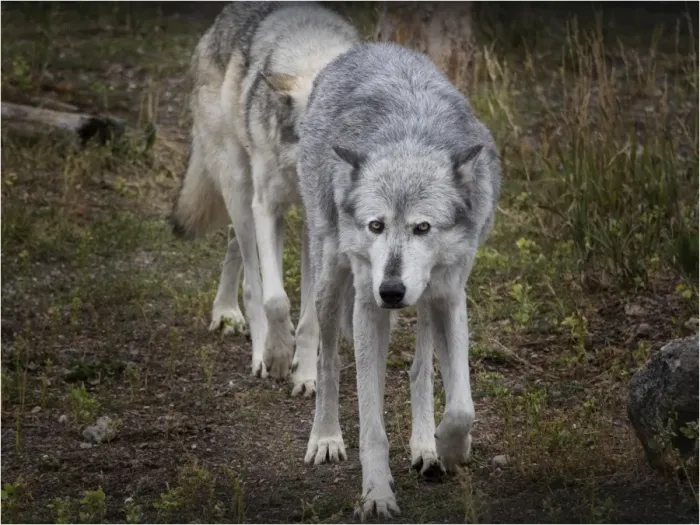 Framed Print : High country Grey Wolf