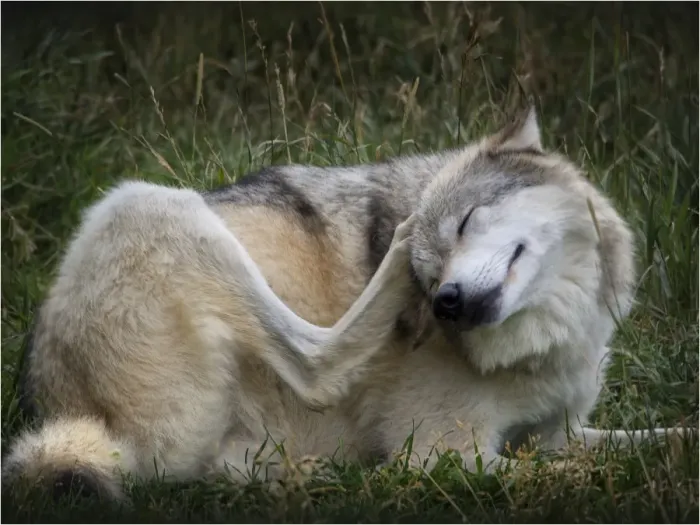 Framed Print : High country Grey Wolf
