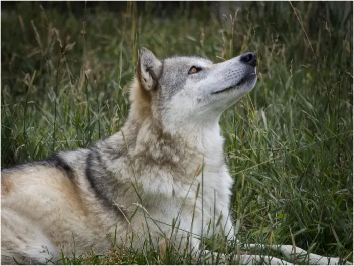 Framed Print : High country Grey Wolf