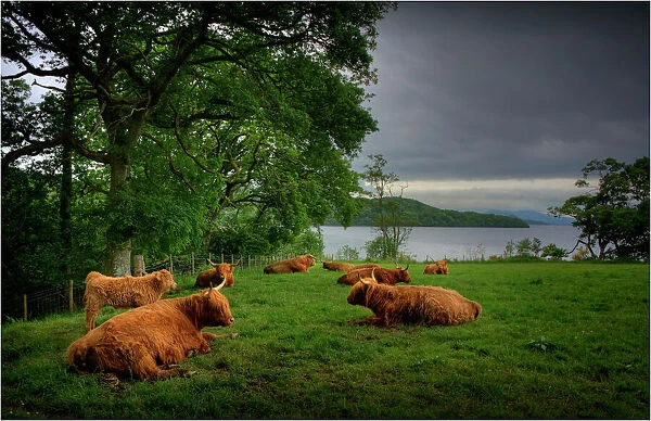 Highland cattle resting in a field, Loch Lomond, the Trossachs, Scotland