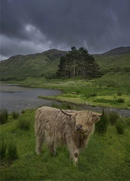 Highland cow