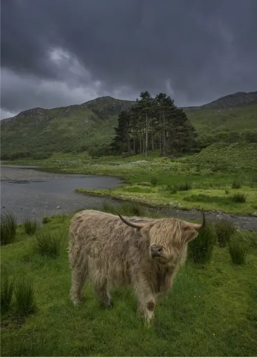 Framed Print : Highland cow Framed Print : Highland cow