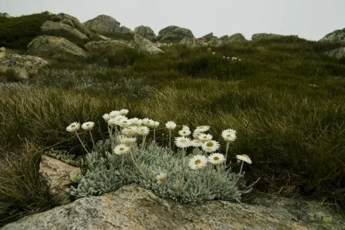 Framed Print : Highland Flowers Framed Print : Highland Flowers