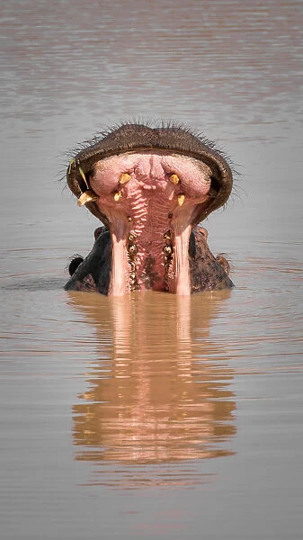 Hippo with mouth wide open in water with reflection
