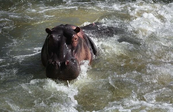 The Hippopotamus, Kruger National Park, South Africa