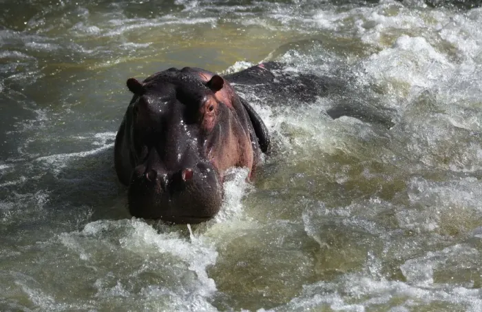 Framed Print : The Hippopotamus, Kruger National Park, South Africa