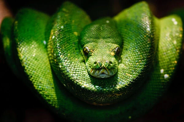 Hmmmmm. Coiled green tree python (morelia viridis)Typically found in Papua