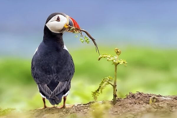 The home-builder, puffin-style