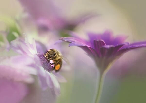 Honey bee in pastel flowers
