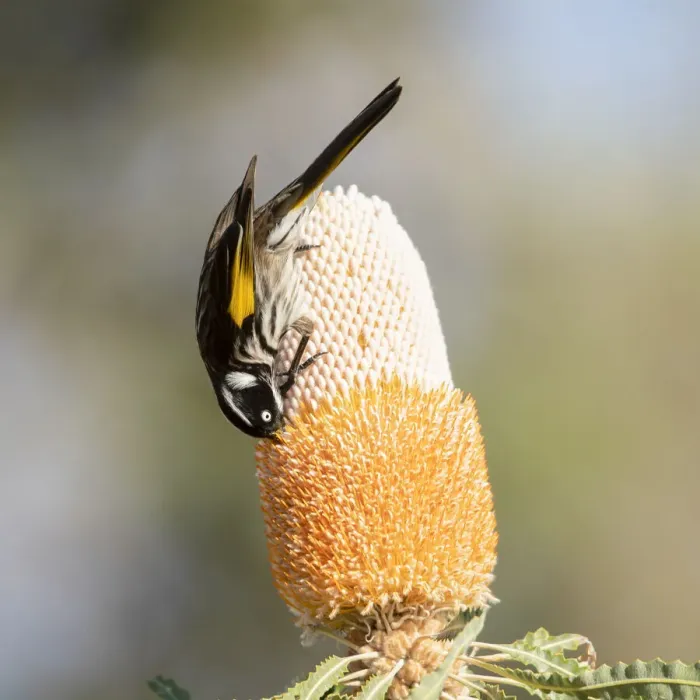Framed Print : Honeyeater on banksia Framed Print : Honeyeater on banksia