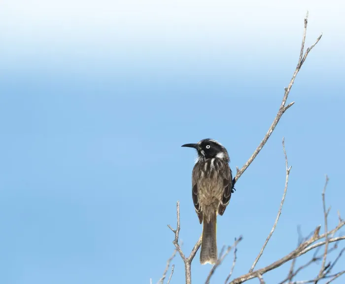 Framed Print : Honeyeater at the beach Framed Print : Honeyeater at the beach