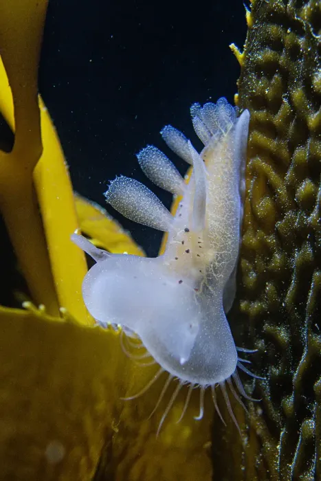 Framed Print : Hooded Nudibranch (Melibe leonina) Framed Print : Hooded Nudibranch (Melibe leonina)