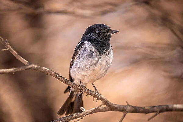 Hooded Robin in the wild
