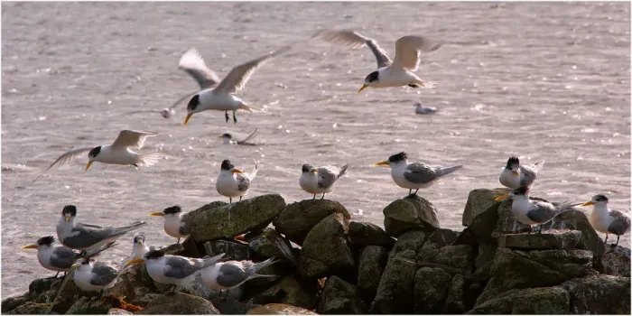 Framed Print : Hooded Terns, King Island, Bass Strait, Tasmania
