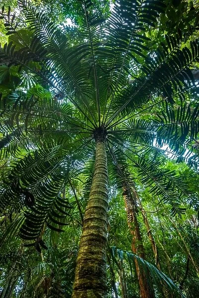 Hopes Cycad at Daintree rainforest