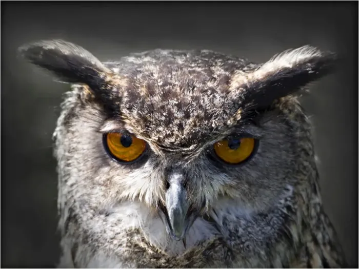 Framed Print : Horned Owl