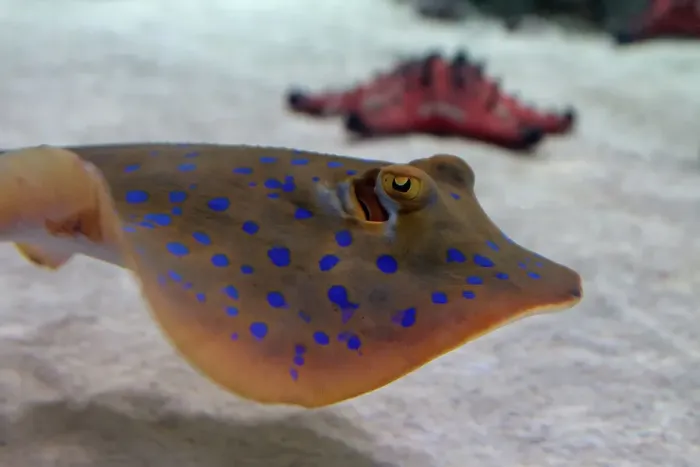 Framed Print : Horned sea star and blue spotted ray Framed Print : Horned sea star and blue spotted ray