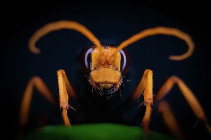 Framed Print : Hornet. Close up Hornet