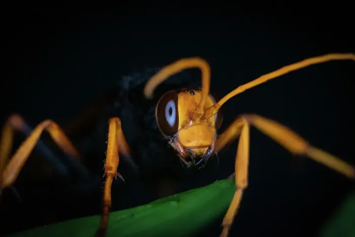 Framed Print : Hornet. Close up Hornet