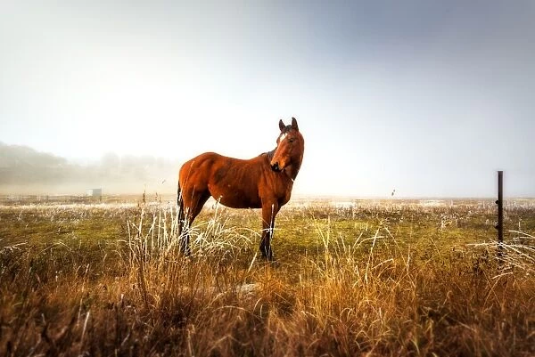 Horse in field on winter season