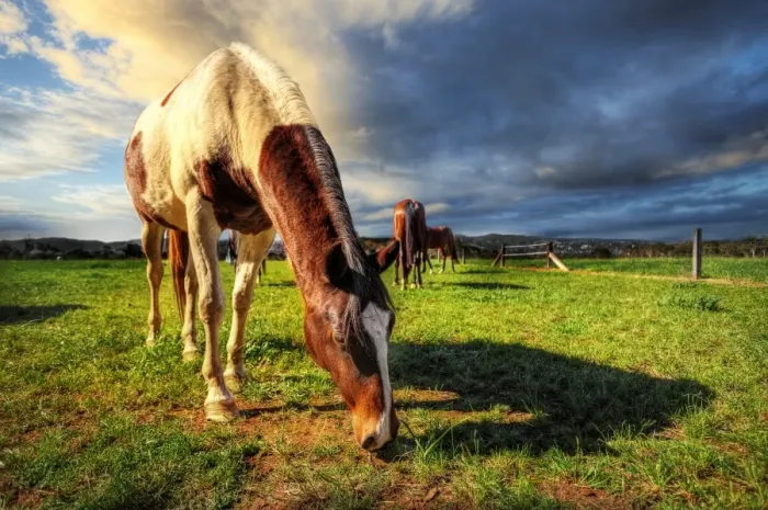 Framed Print : Horse Grazing Away in the Evening Sun