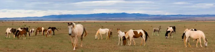 Framed Print : Horses grazing in paddock Framed Print : Horses grazing in paddock