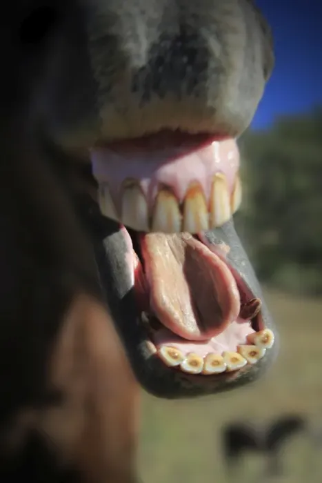 Framed Print : Yawn. From the horses mouth