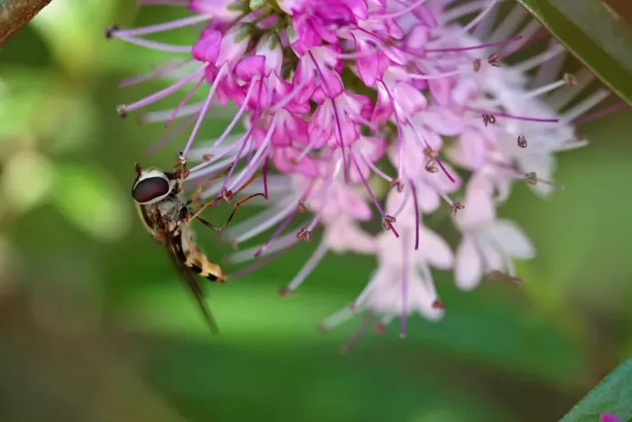 Framed Print : Hover fly on hebe flower