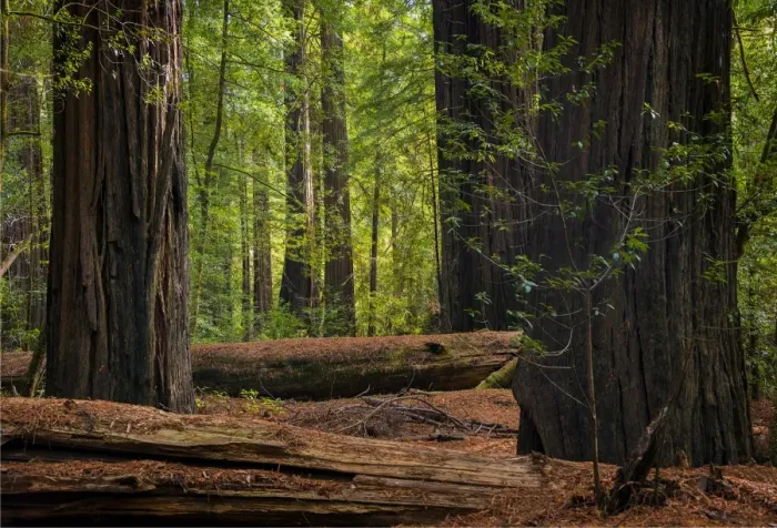 Framed Print : The Humbolt Redwood forest state reserve California Framed Print : The Humbolt Redwood forest state reserve California