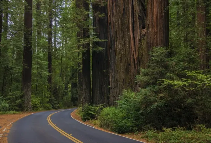 Framed Print : The Humbolt Redwood forest state reserve California