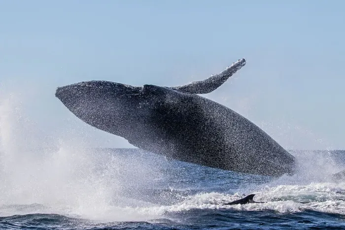 Framed Print : Humpback Whale Breaching Framed Print : Humpback Whale Breaching