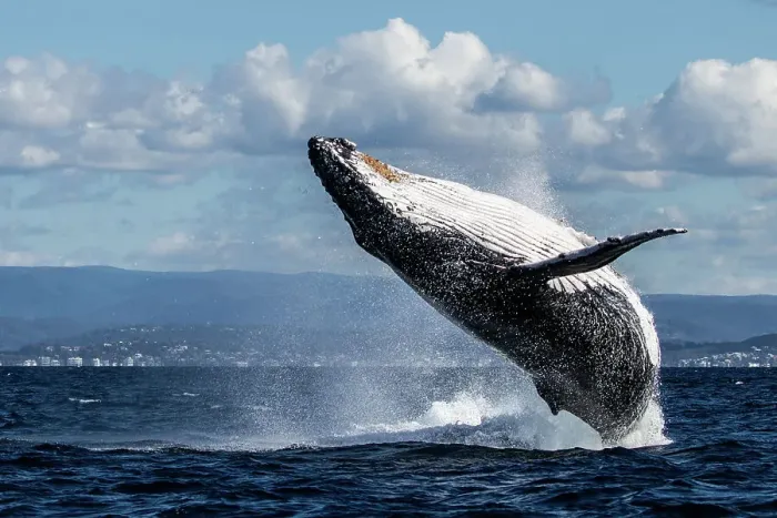 Framed Print : Humpback Whale Breaching