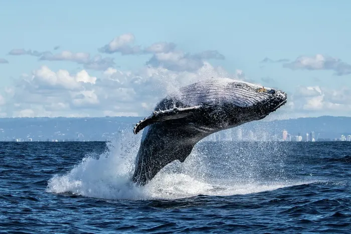 Framed Print : Humpback Whale Breaching