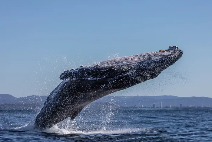 Framed Print : Humpback Whale Breaching Framed Print : Humpback Whale Breaching