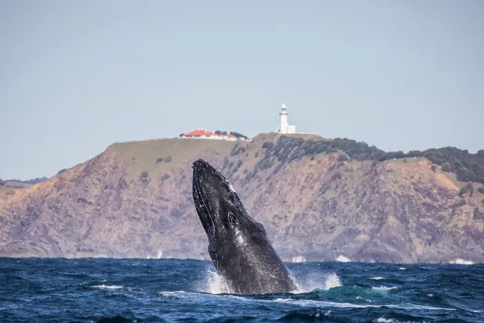 Framed Print : Humpback Whale Breaching in front of Byron Bay lighthouse Framed Print : Humpback Whale Breaching in front of Byron Bay lighthouse